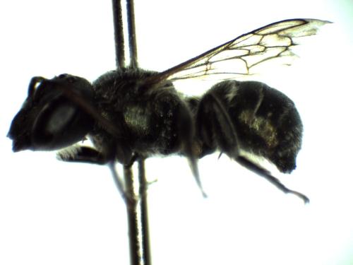 Osmia sp.